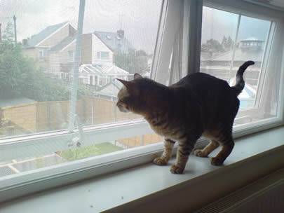 고양이는 창턱에 서 있고 있습니다, 그리고 창은 직류 전기를 통한 곤충 스크린으로 만듭니다.