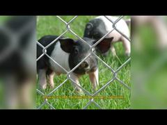 미국 임시 체인 링크 펜스 패브릭 6 피트 X 8 피트 주변 순찰 패널 아연 도금 GAW