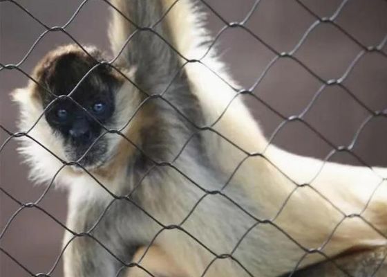 Ss 304 Ss 316 스테인리스 스틸 와이어 로프 메쉬 스테인리스 스틸 페룰 로프 메쉬 판매